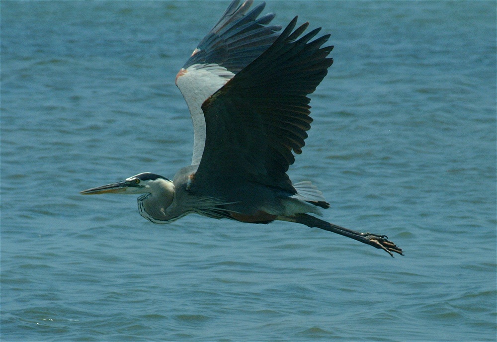 (23) Dscf5286 (great blue heron).jpg   (1000x688)   237 Kb                                    Click to display next picture